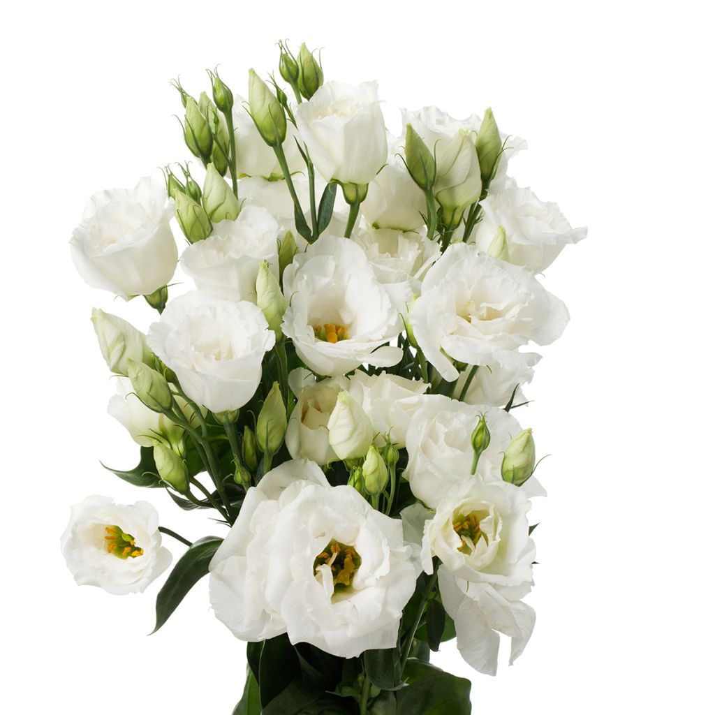 Lisianthus Cessna Pure White coated seeds - Eustoma russelianu