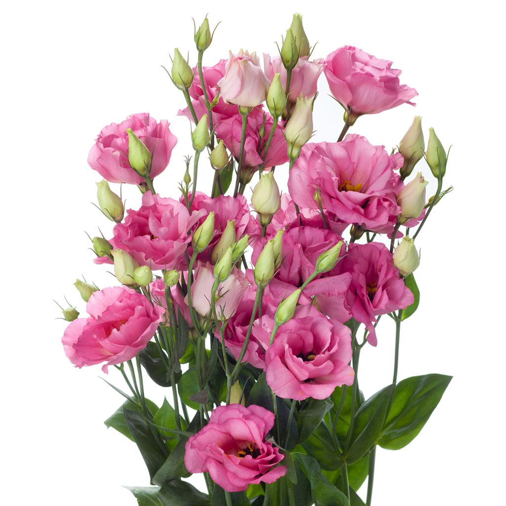Lisianthus Cessna Rose coated seeds - Eustoma russelianu