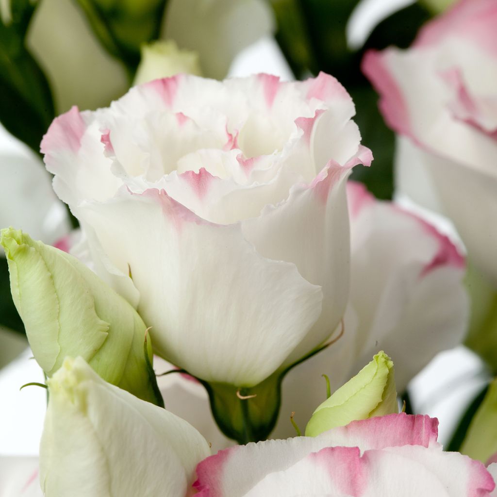 Lisianthus Cessna Rose Picotee III coated seeds - Eustoma russelianu