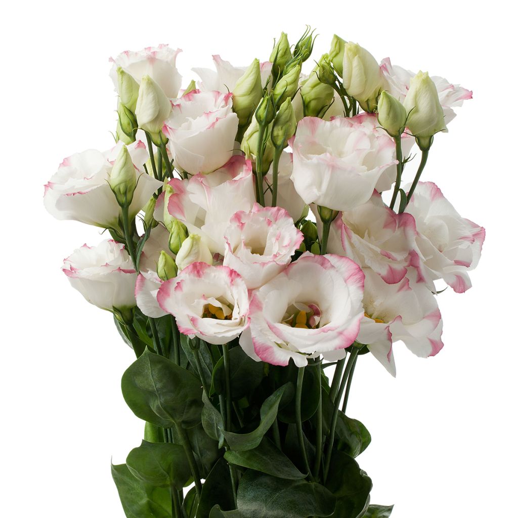 Lisianthus Cessna Rose Picotee III coated seeds - Eustoma russelianu