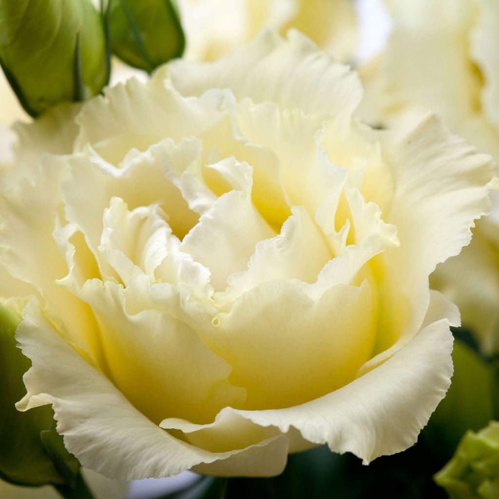 Lisianthus Cessna Yellow III coated seeds - Eustoma russelianu