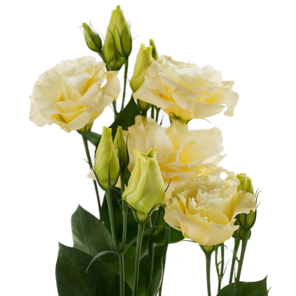 Lisianthus Cessna Yellow III coated seeds - Eustoma russelianu