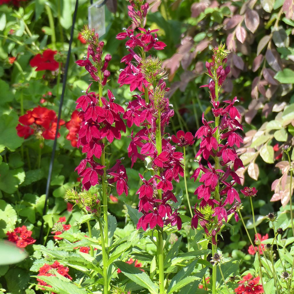 Lobelia speciosa Fan Burgundy seeds