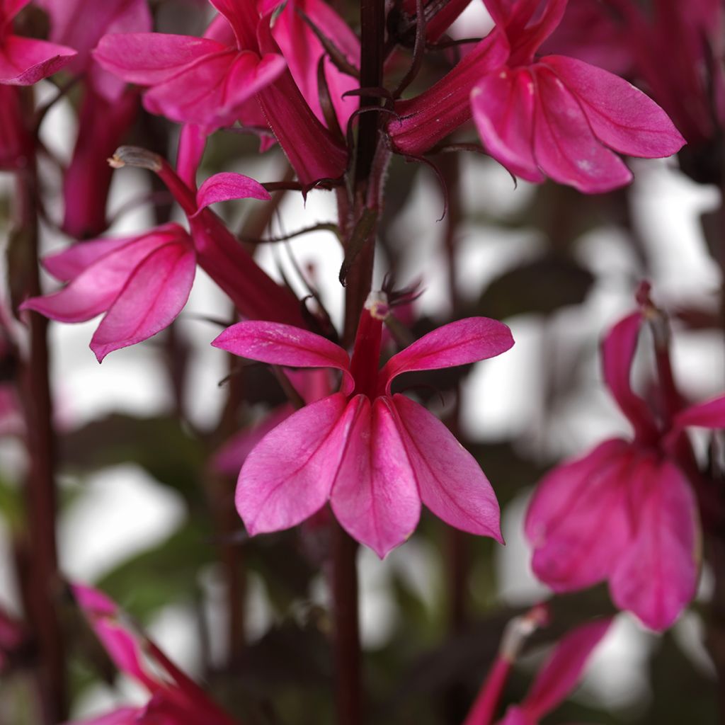 Lobelia speciosa Starship Rose seeds