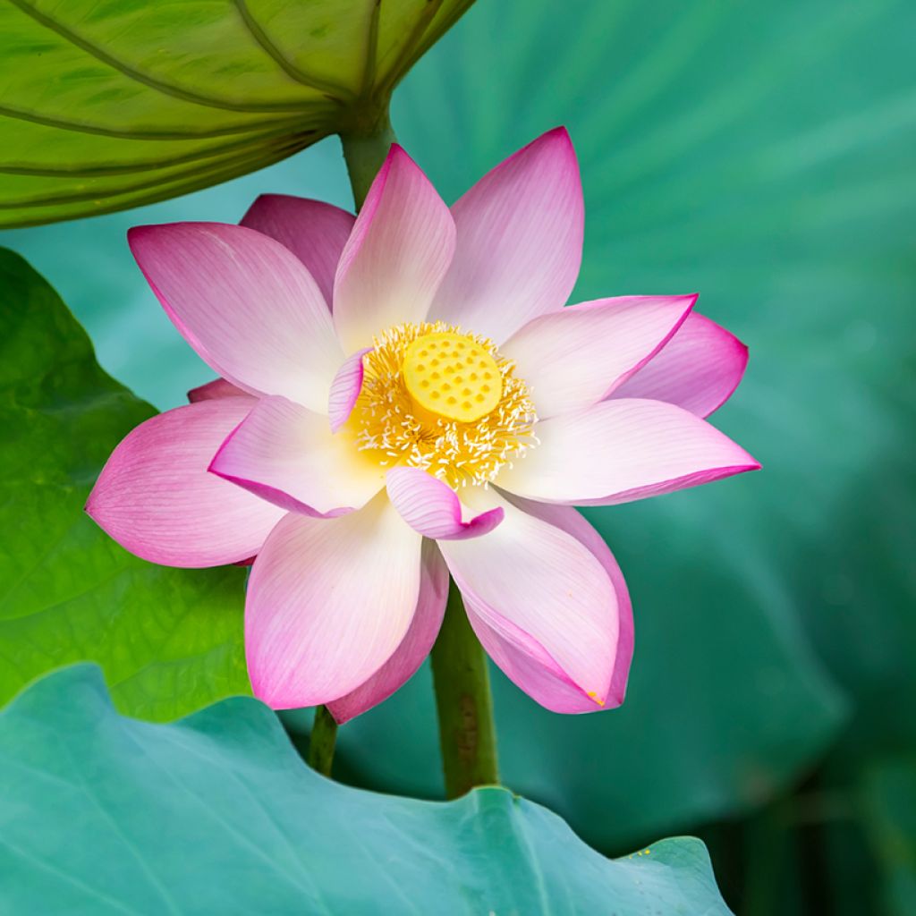 Nelumbo nucifera seeds - Sacred lotus