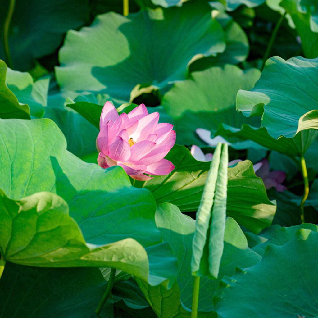 Nelumbo nucifera seeds - Sacred lotus