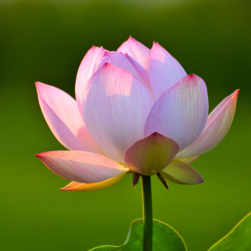 Nelumbo nucifera seeds - Sacred lotus