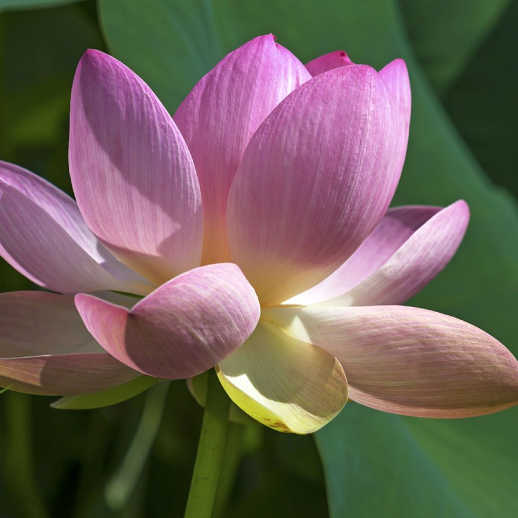 Nelumbo nucifera seeds - Sacred lotus