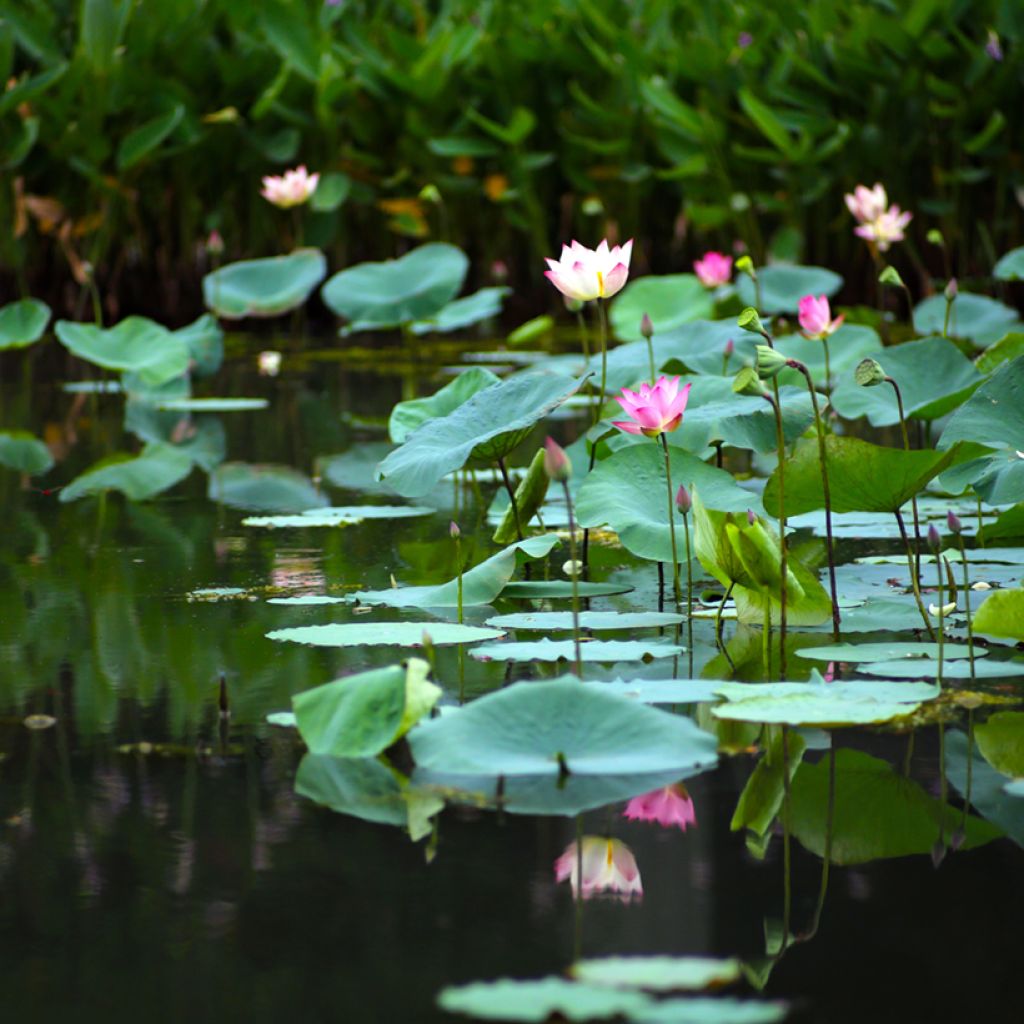 Nelumbo nucifera seeds - Sacred lotus