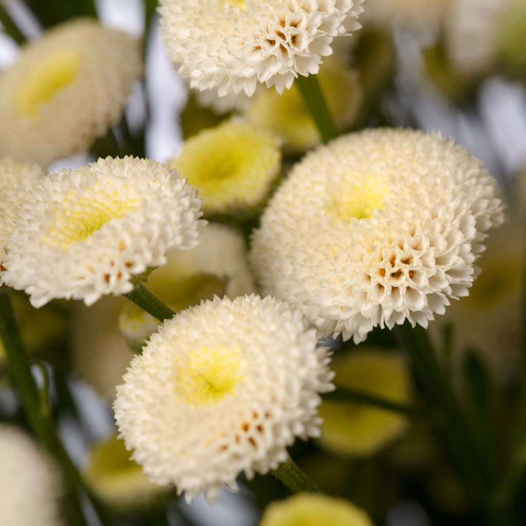 Tanacetum parthenium Baya - Matricaria Baya, Chamomile Baya