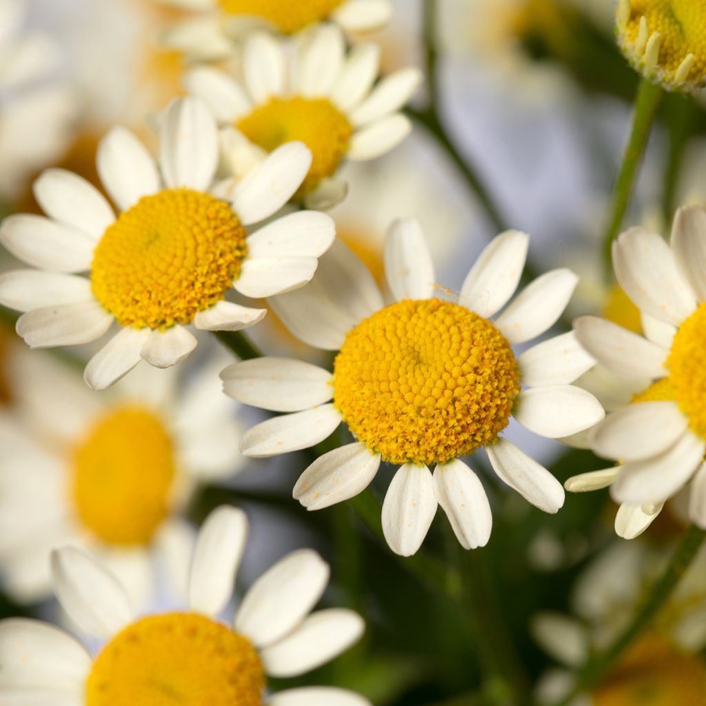 Tanacetum parthenium Camilla seeds - Feverfew
