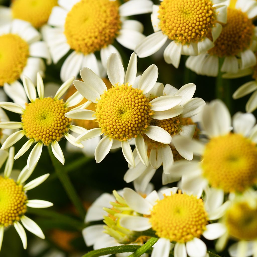 Tanacetum parthenium Camilla seeds - Feverfew