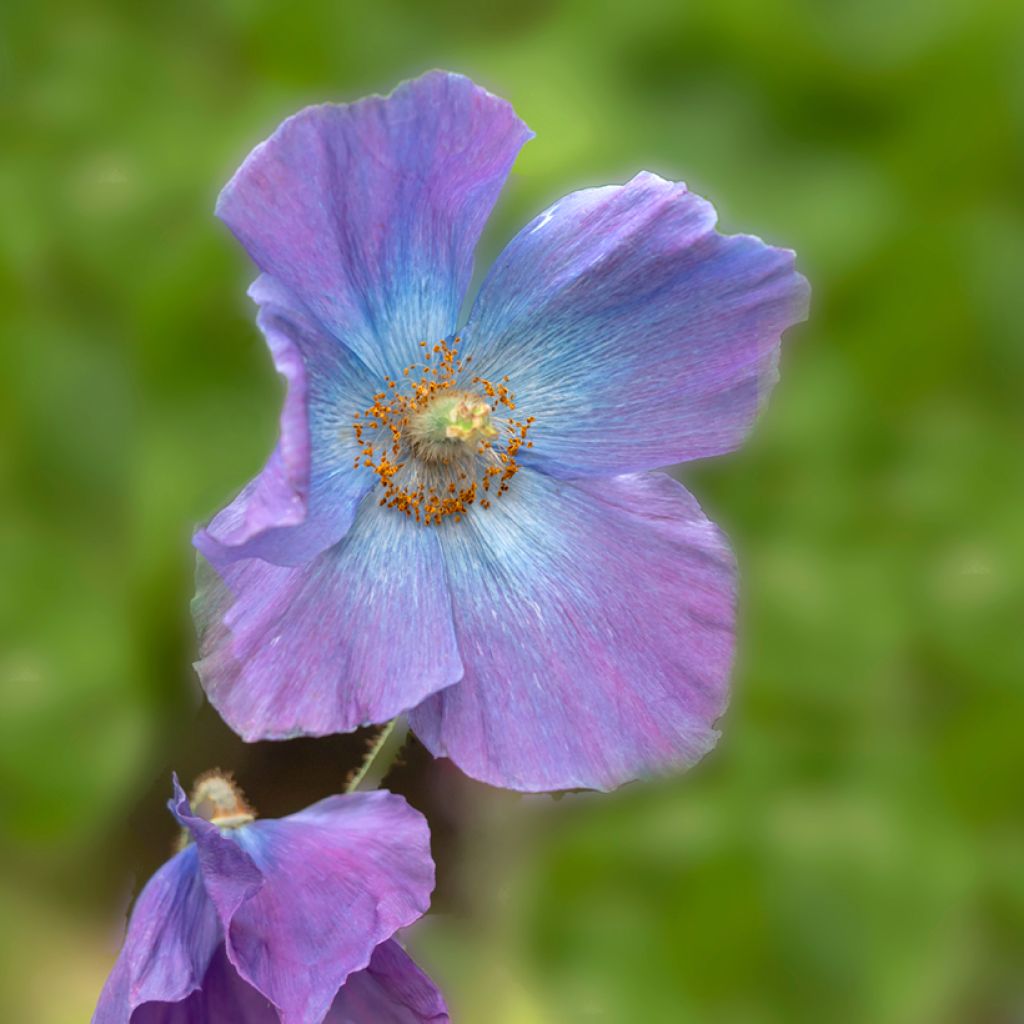 Meconopsis baileyi Hensol Violet - Blue Poppy