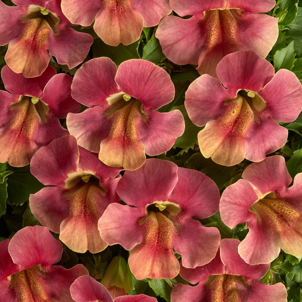 Mimulus Medius Pastel Crimson F1 seeds - Monkey flower