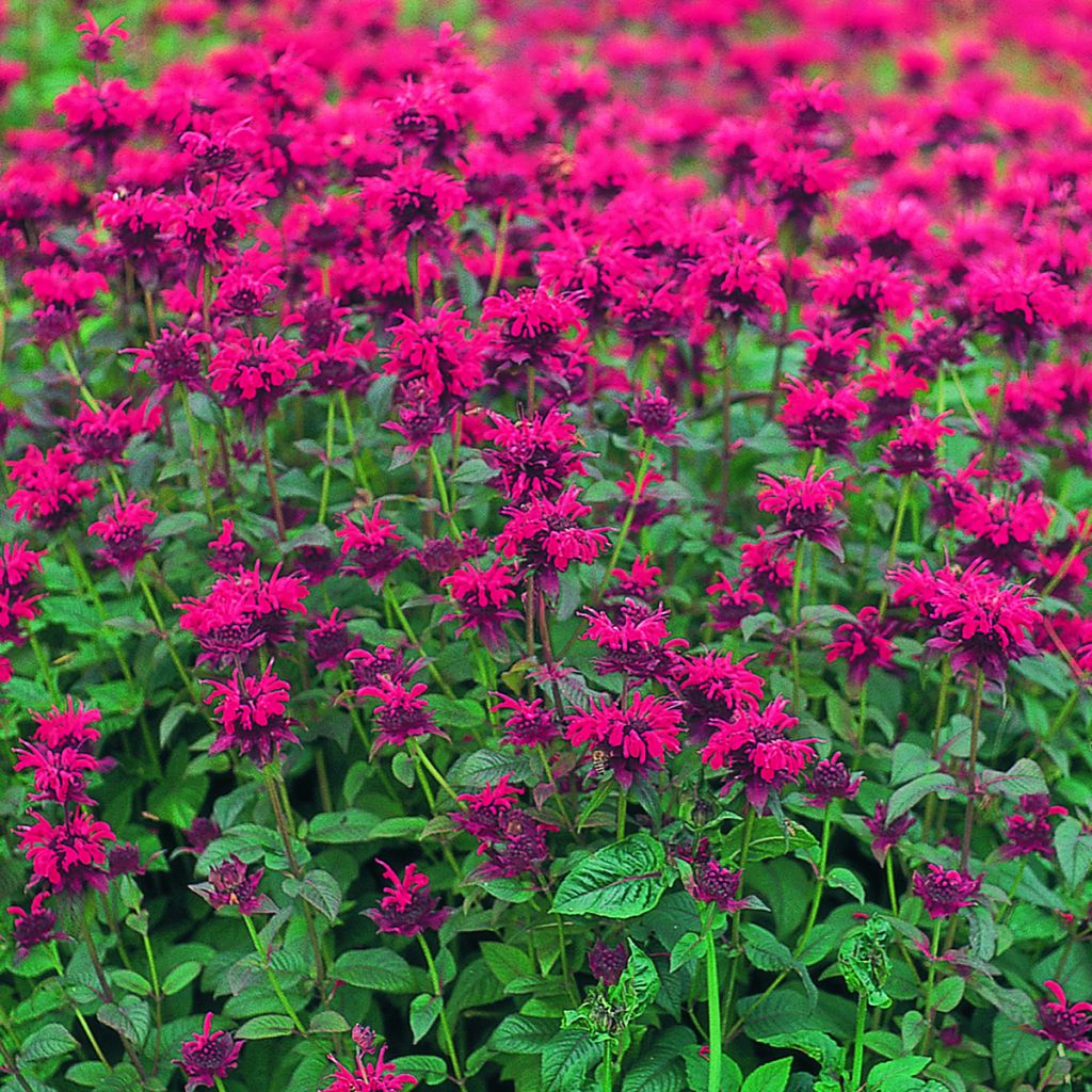 Monarda didyma Panorama Red Shades seeds - Beebalm