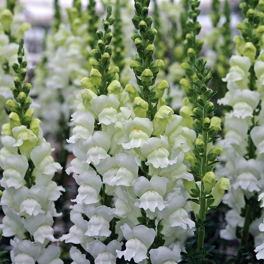 Snapdragon Fresh White seeds - Antirrhinum x majus