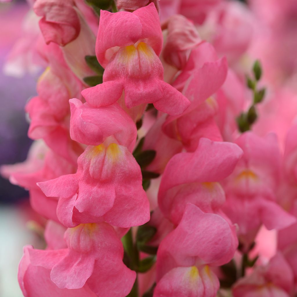 Snapdragon Rocket Rose Shades seeds - Antirrhinum majus