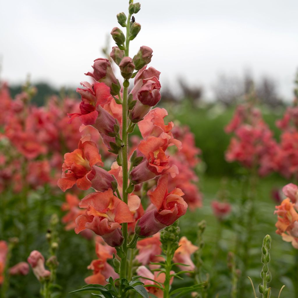 Snapdragon Madame Butterfly F1 Bronze seeds - Antirrhinum x maju