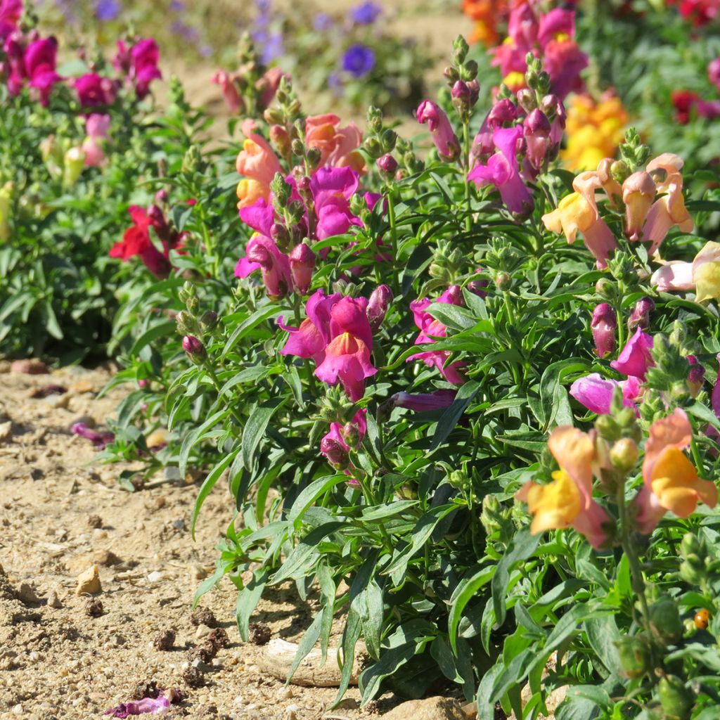Antirrhinum x majus Magic Carpet Mix - Gueule de loup, Gueule de lion, Muflier des Jardins, Muflier à grandes fleurs