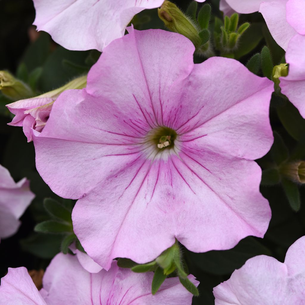 Petunia Easy Wave Pink Pearl seeds - Hybrid petunia