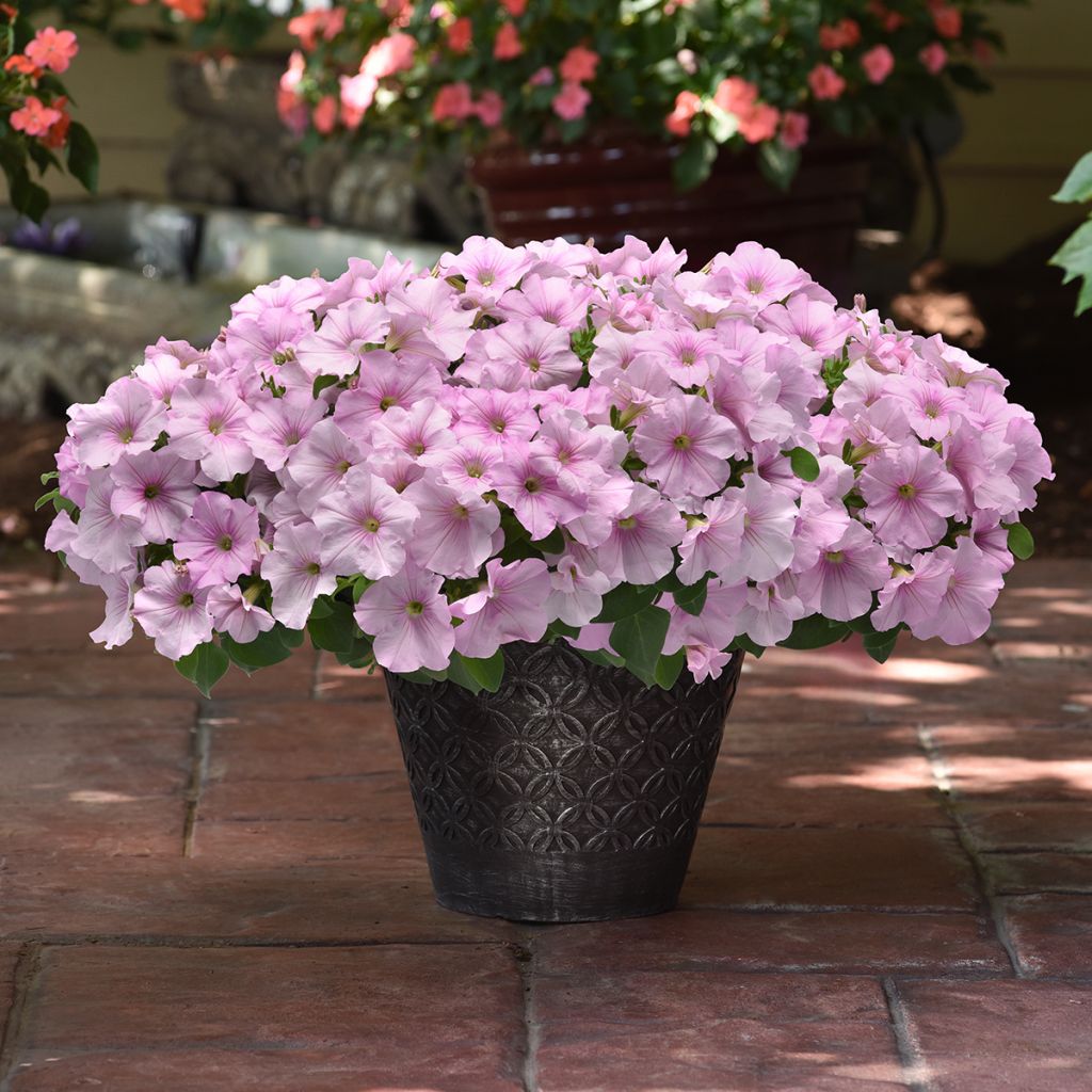 Petunia Easy Wave Pink Pearl seeds - Hybrid petunia