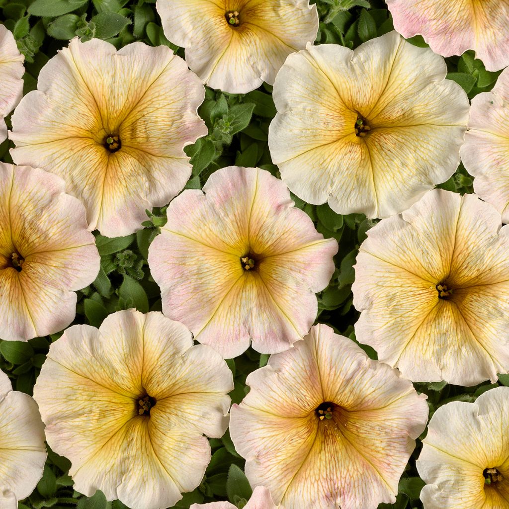 Petunia Ingrid F1 coated seeds