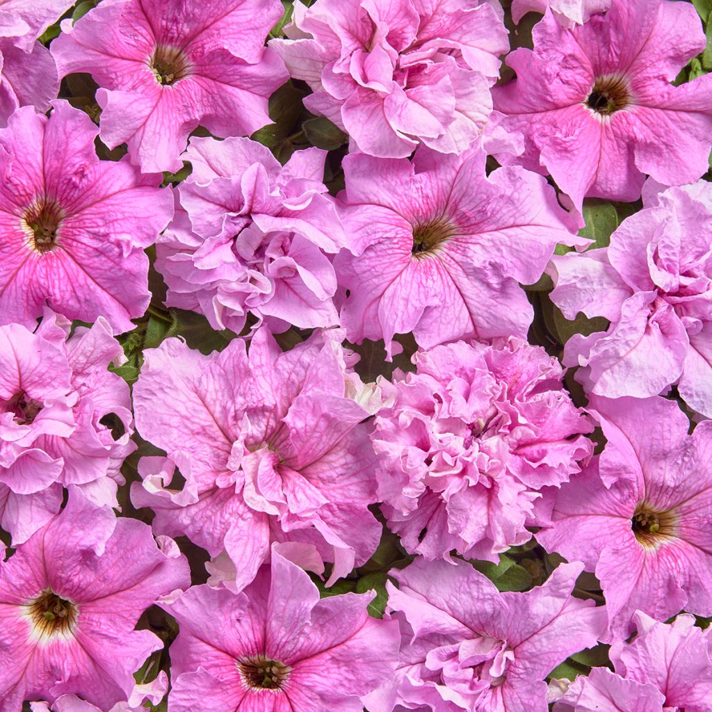 Petunia Peace (1947) coated seeds