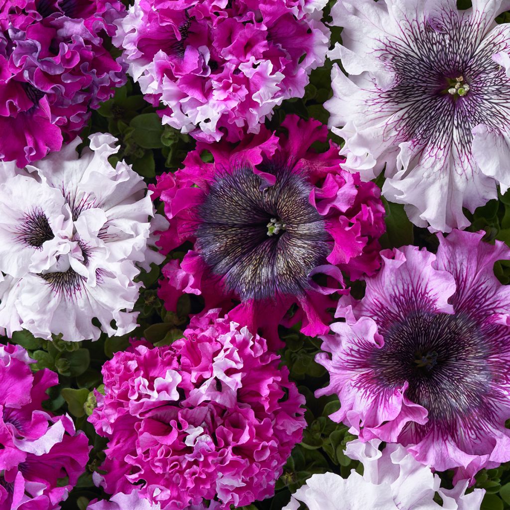 Petunia Superbissima Cerny's Triumph coated seeds