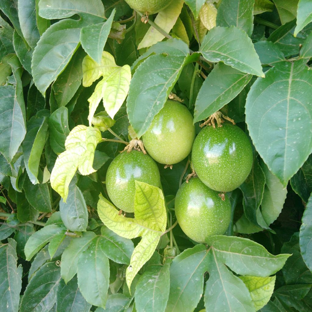 Passiflora quadrangularis seeds - Giant granadilla
