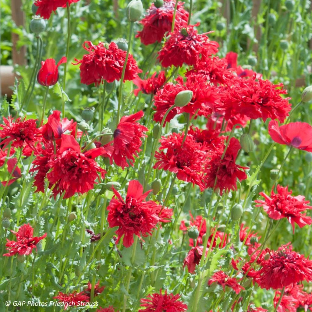 Opium Poppy Red Peony Seeds - Papaver somniferum