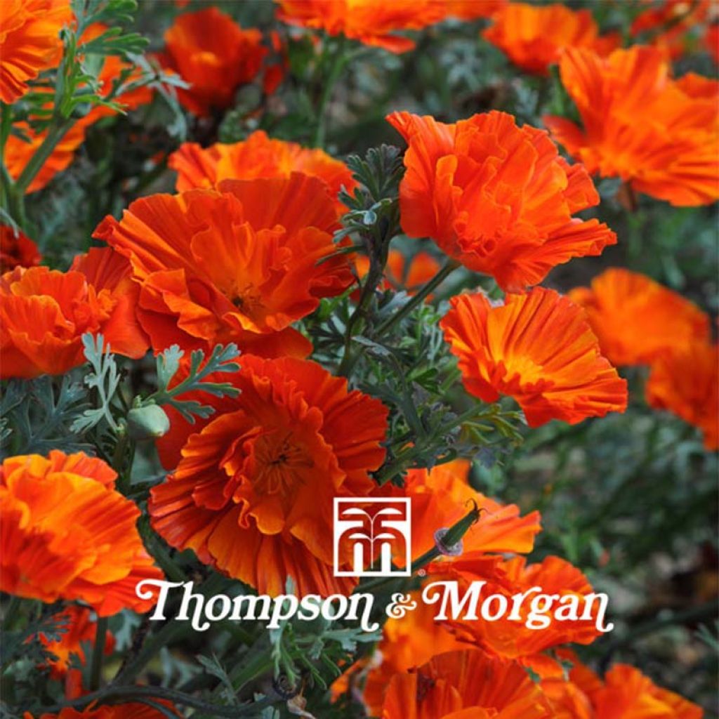 California Poppy Copper Swirl Seeds - Eschscholzia californica