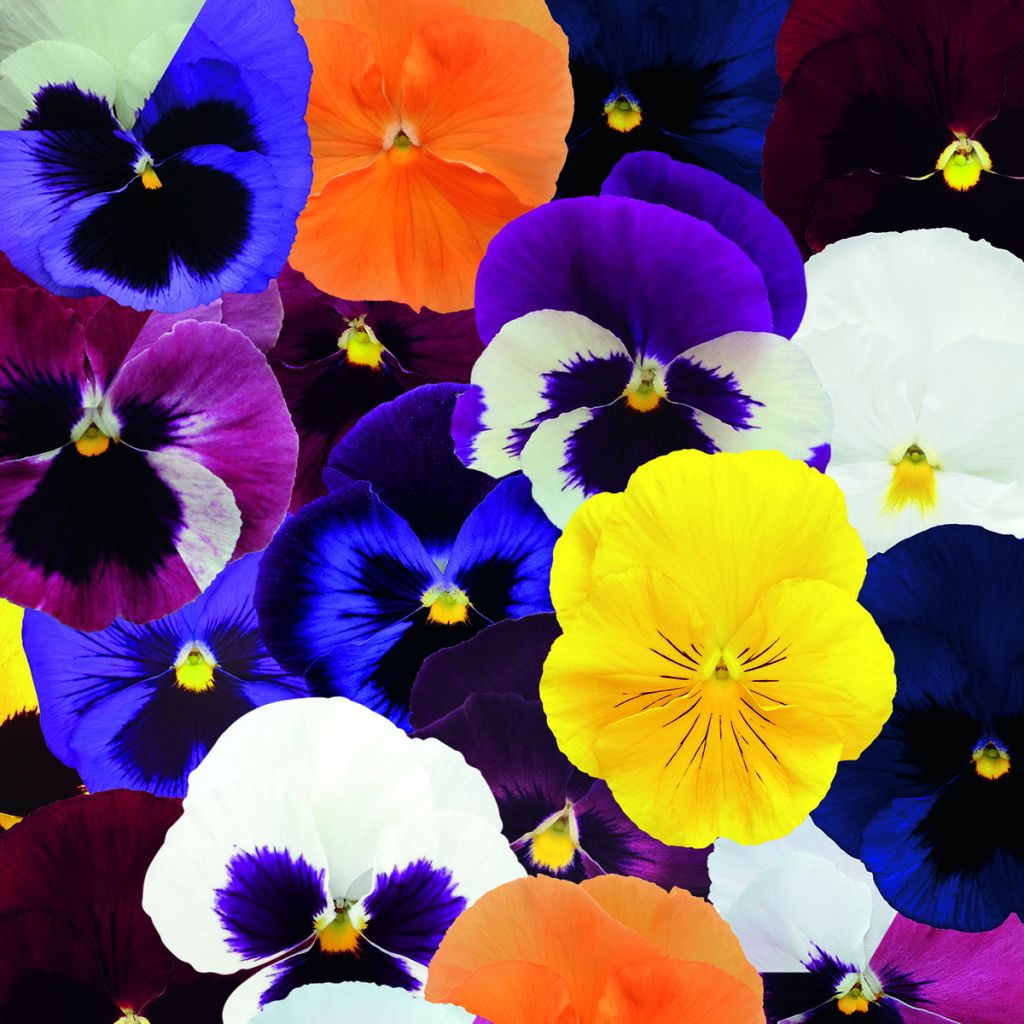 Viola x wittrockiana Inspire® DeluXXe Maxi Mix - Pansy