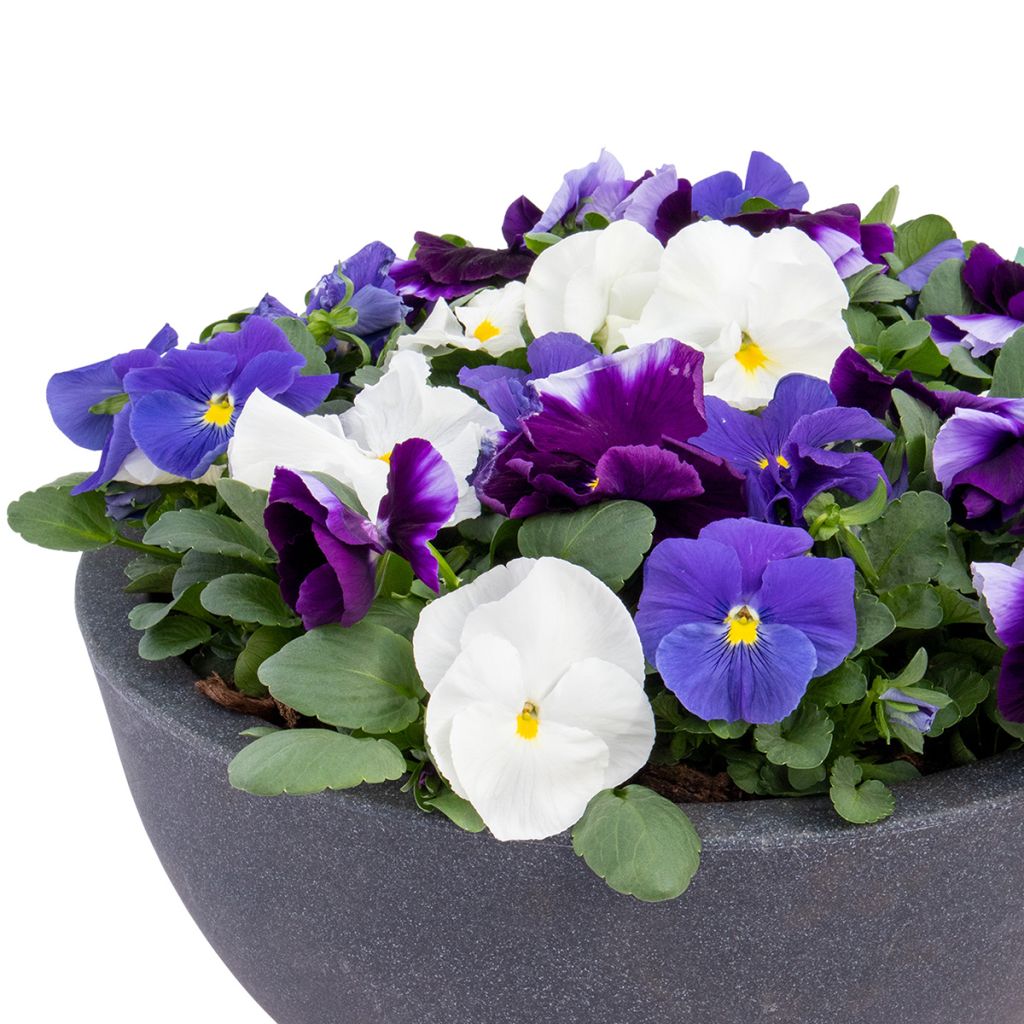 Viola x wittrockiana Inspire® Plus Summer Skies Mix - Pansy