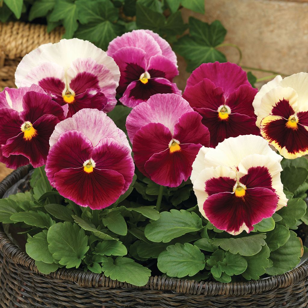 Viola x wittrockiana Karma® Strawberry Cream seeds - Pansy