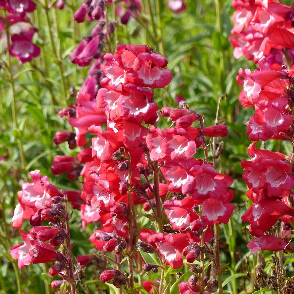 Penstemon Le Phare seeds - Penstemon Scarlet Queen