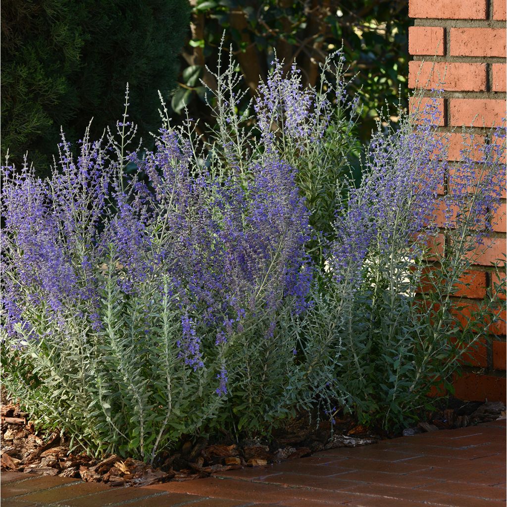 Perovskia atriplicifolia Blue Steel - Sauge d'Afghanistan Blue Steel, Sauge russe Blue Steel