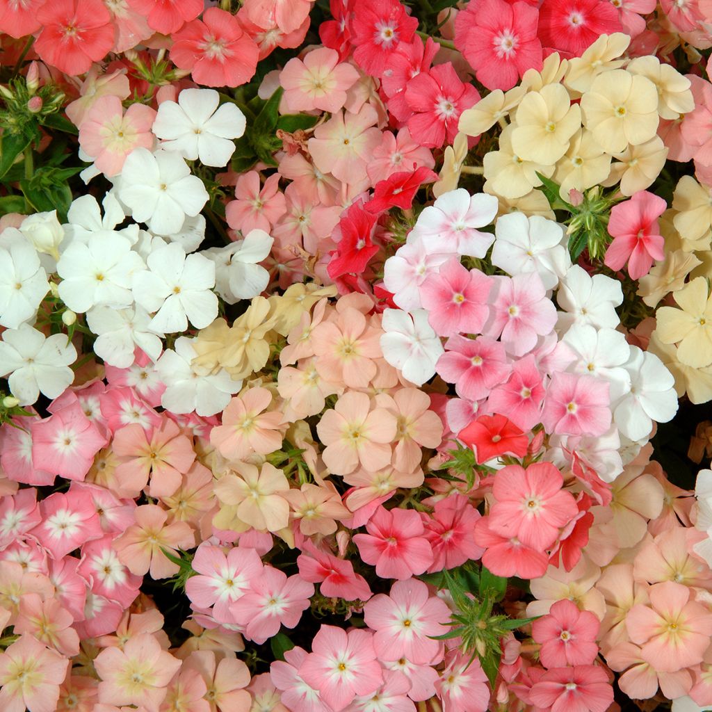 Phlox drummondii Beauty Coral Reef seeds - Drummond's phlox