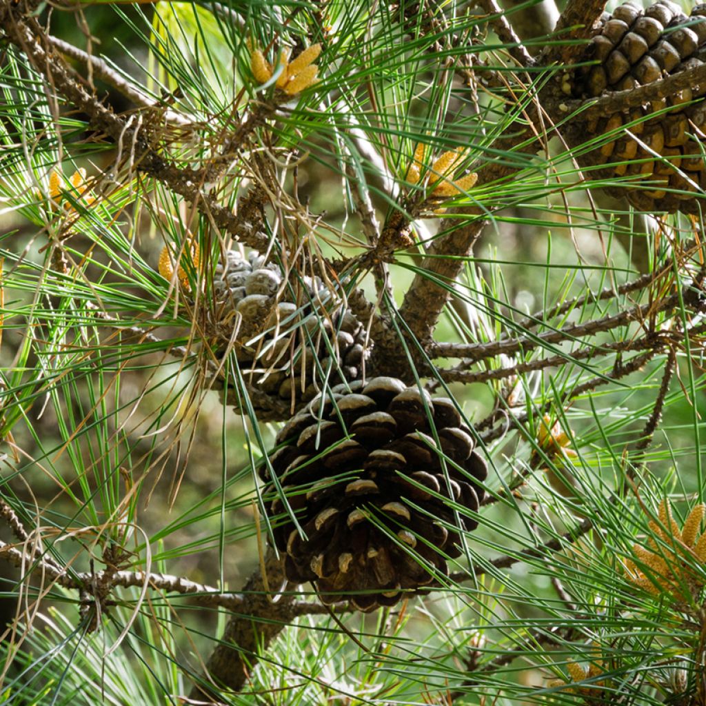 Pinus pinea seeds - Parasol pine