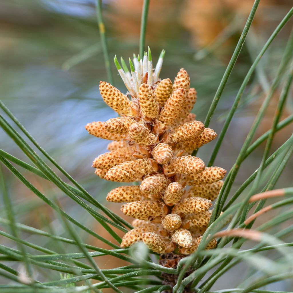 Pinus pinea seeds - Parasol pine