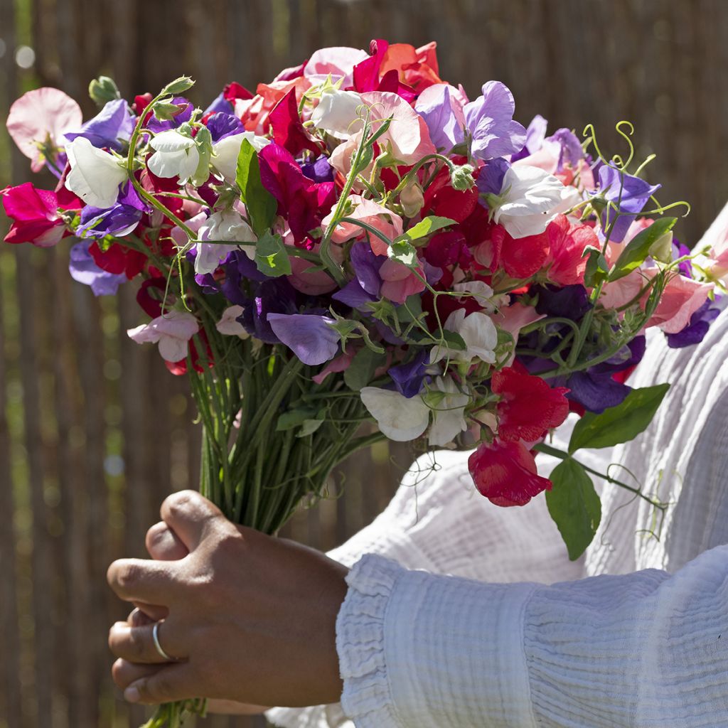 Lathyrus odoratus 'King Size Formula Mixture'
