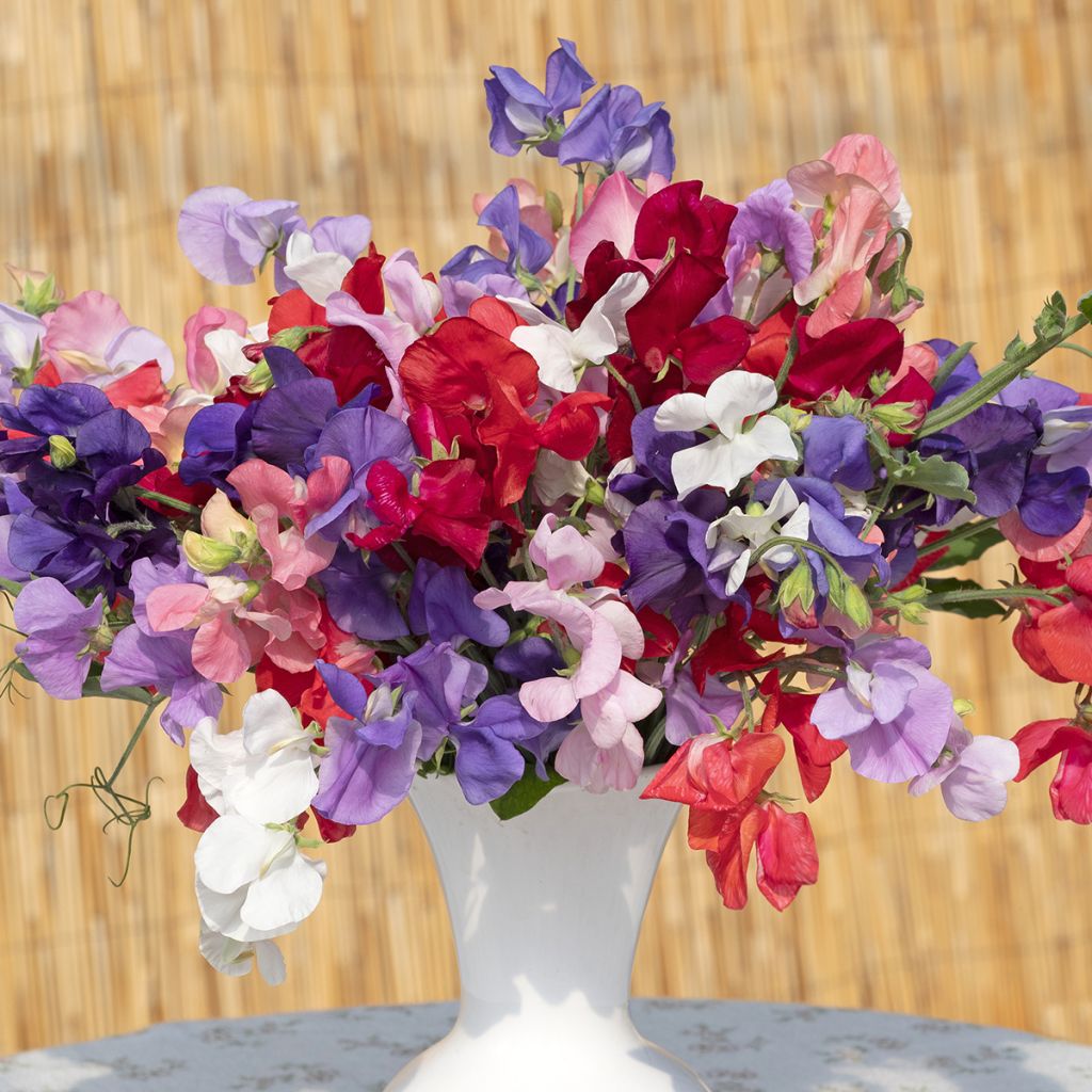 Lathyrus odoratus 'King Size Formula Mixture'