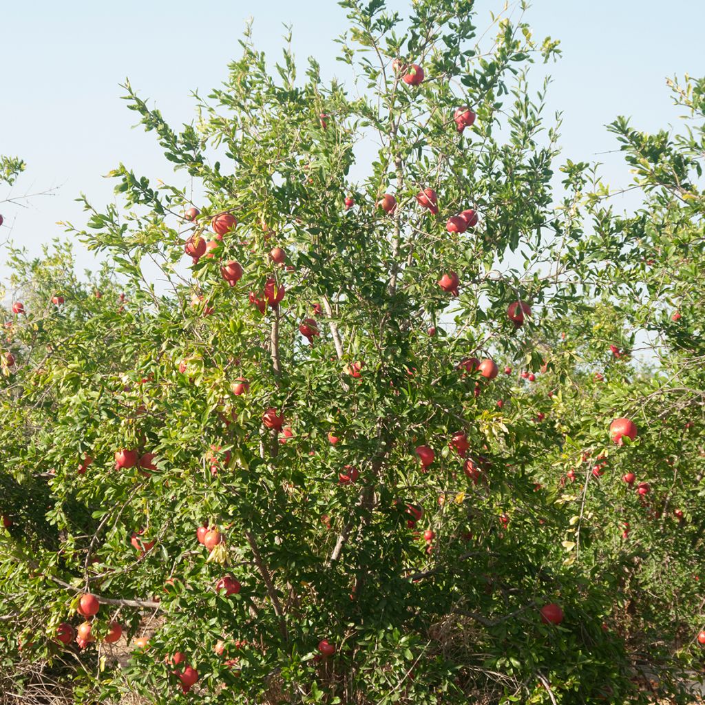 Punica granatum - Pomegranate Seeds