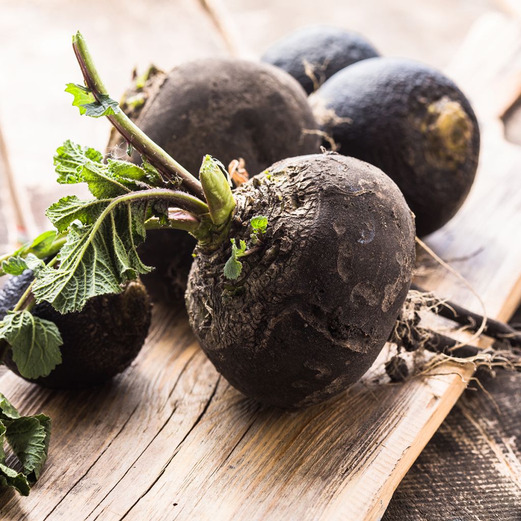 Radish Noir Gros Rond D'hiver - Winter Radish