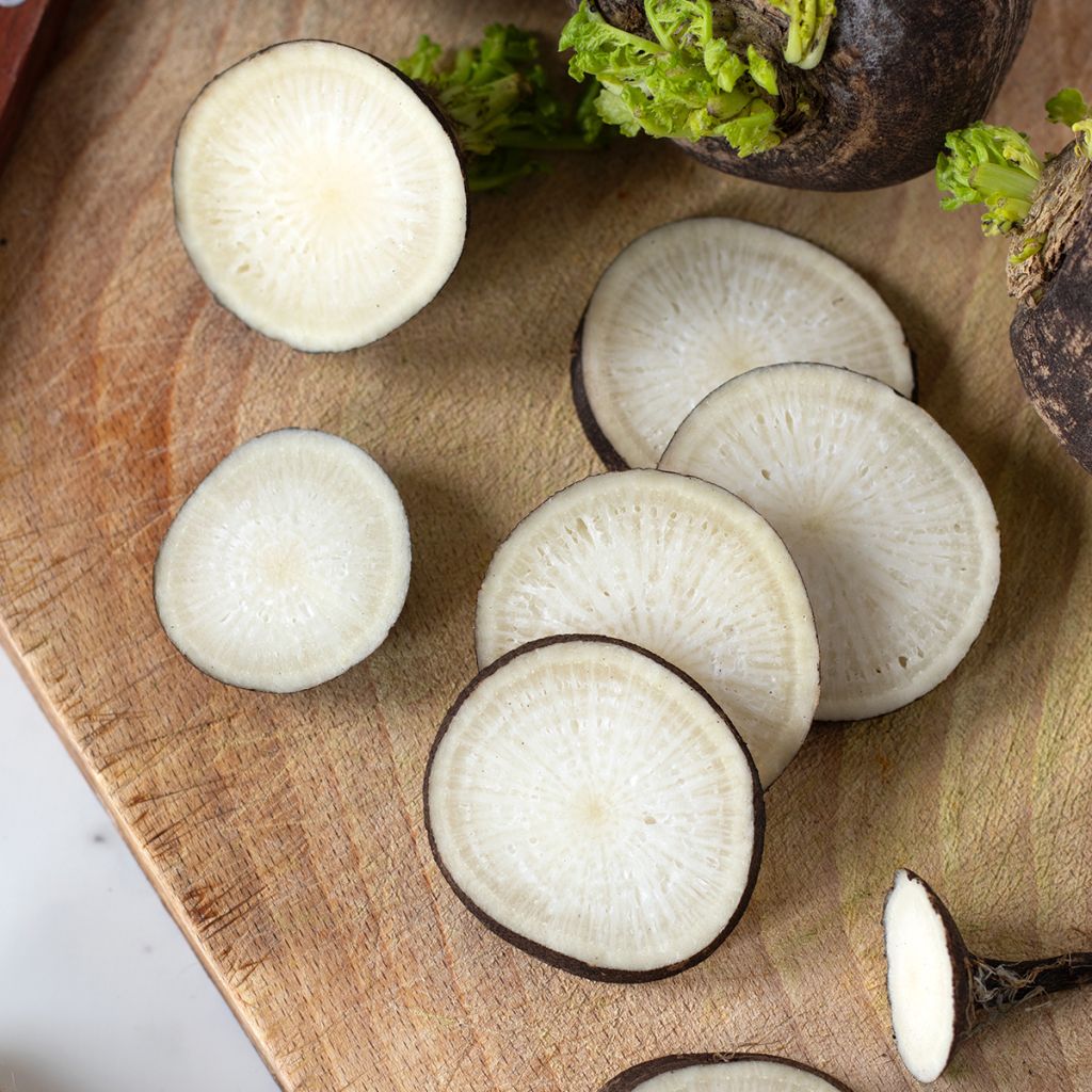 Radish Noir Gros Rond D'hiver - Winter Radish