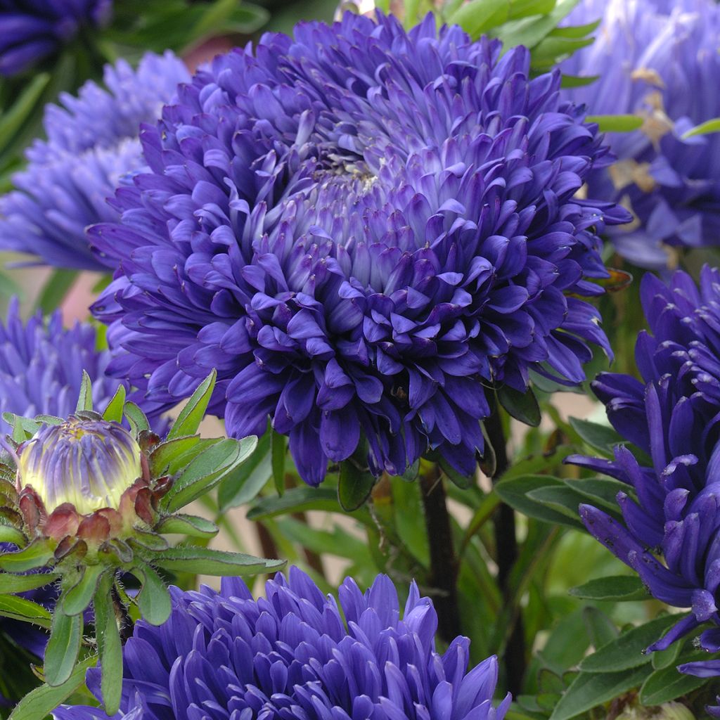Callistephus chinensis King Size Mid-Blue seeds - China aster