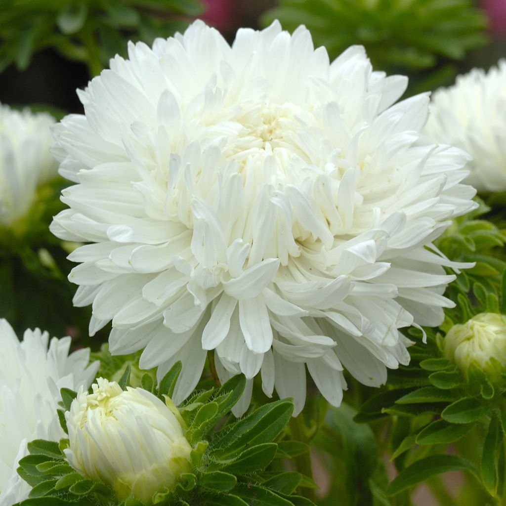 Callistephus chinensis King Size White seeds - China aster