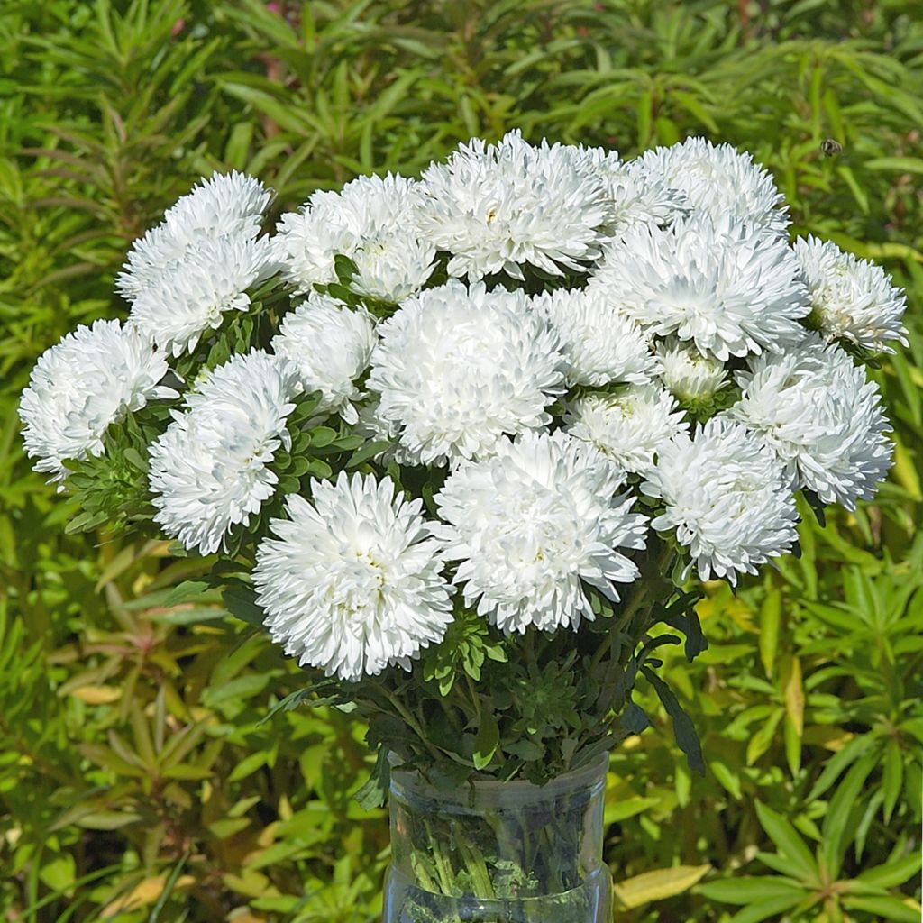 Callistephus chinensis King Size White seeds - China aster