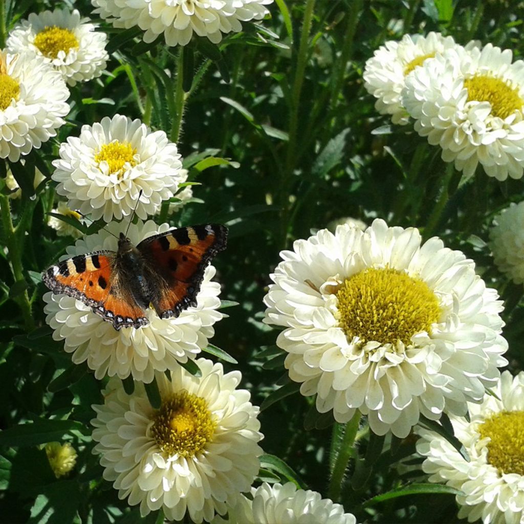 Callistephus chinensis Matsumoto Field grown Mix organic seeds - Chinese Aster