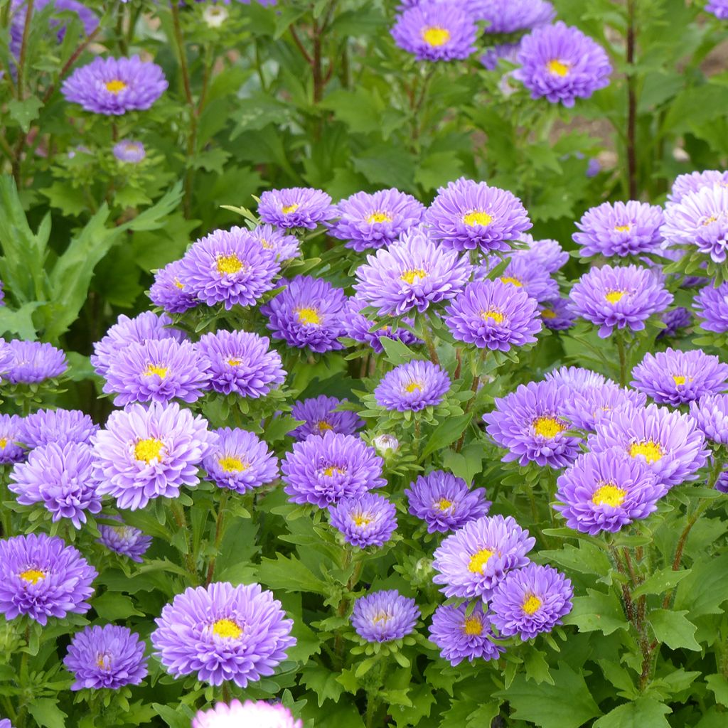 Callistephus chinensis Matsumoto Light Blue seeds - China aster