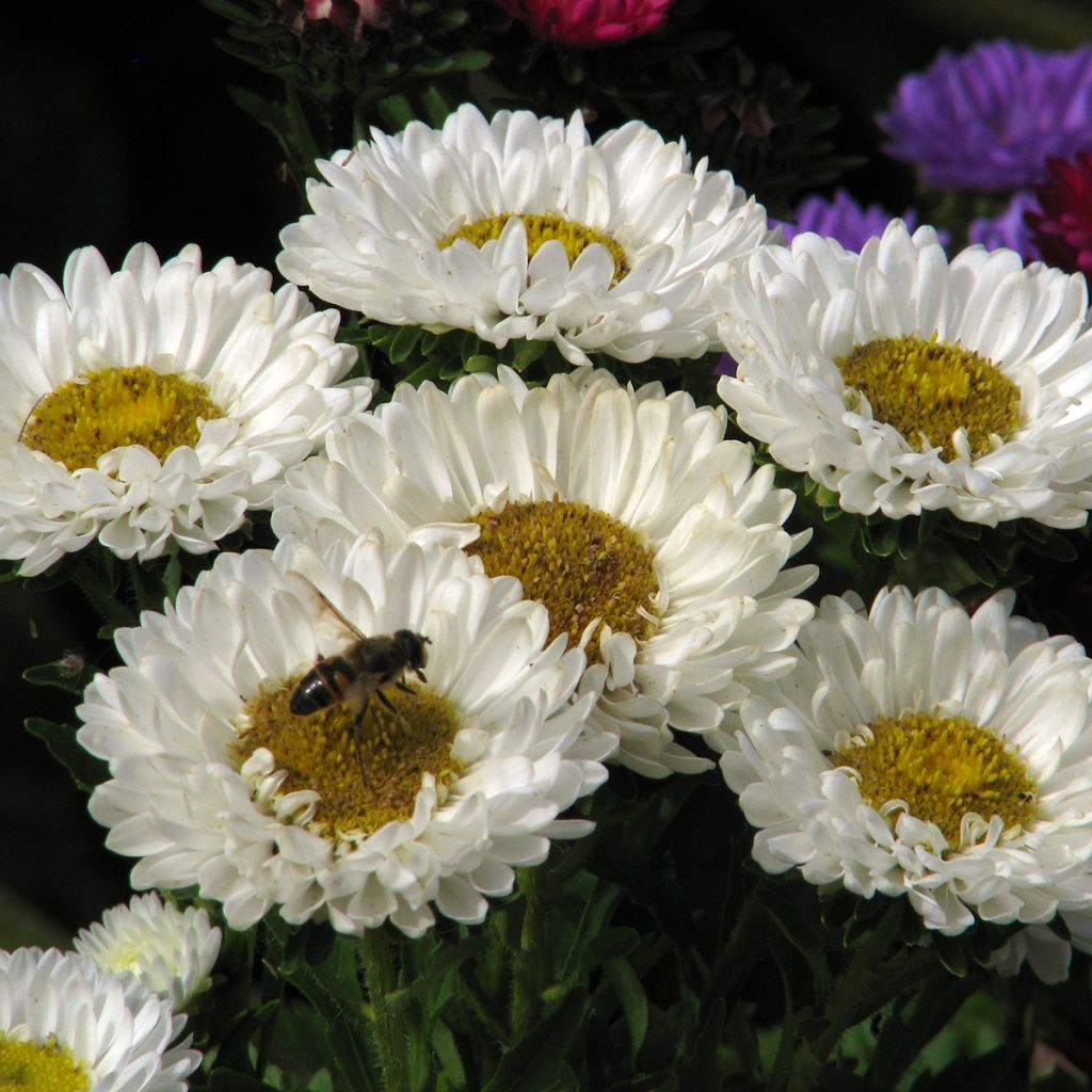 Callistephus chinensis Matsumoto White - Reine-marguerite Matsumoto White, Aster de Chine